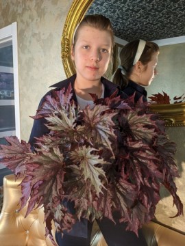 Бегония Diadema Kupferkonigin